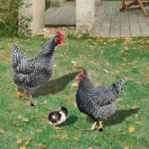 Piquet de jardin poule pour décoration extérieure, silhouette animal pelouse résistante.
