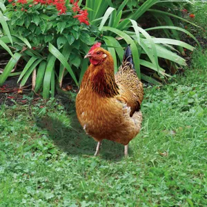 Piquet de jardin poule en métal décoration extérieure pour orner belle pelouse.