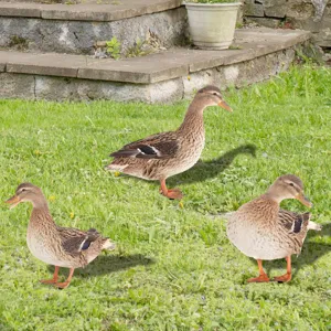 Lot de piques de jardin en forme de canard pour décoration extérieure de pelouse et cour.