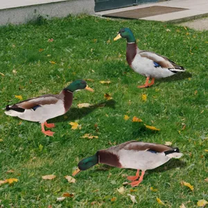Piquets de jardin en forme de canard colvert pour décoration extérieure et pelouse.