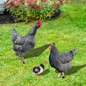 Piquet de jardin poule en acrylique pour decoration exterieure de pelouse et cour de ferme.
