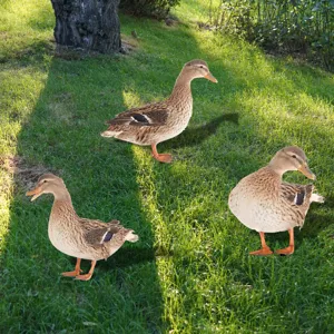 Set de piquet de jardin en forme de canard, décoration extérieure pour pelouse et cour.