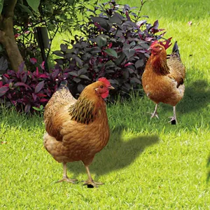 Piquet de jardin poule en métal décoration de pelouse statue animale extérieur