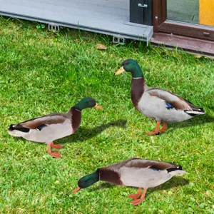 Vue détaillée d'un ensemble de piquet de jardin canard colvert réaliste pour décoration.