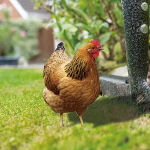 Detailed view of the realistic 3D chicken yard art stake for outdoor garden decoration.