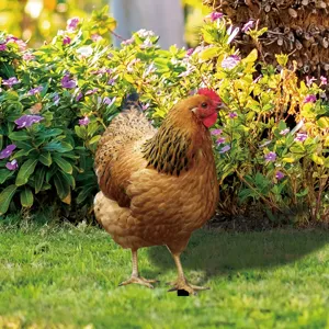 Decorative chicken yard art stake for outdoor garden lawn, realistic animal silhouette ornament.