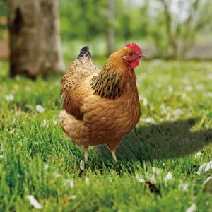 Detailed view of the chicken yard art outdoor garden decoration stake, vivid design.