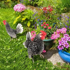 Vue détaillée du piquet de jardin poulet avec motif de plumes noir et blanc sur pelouse.