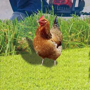 3D chicken yard art garden stake outdoor decorative mirror plug-in for stunning lawn decor.
