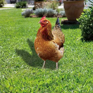 Realistic 3D chicken yard art stake for outdoor garden decoration, perfect lawn ornament.