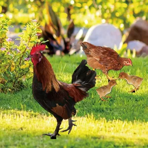 Μεταλλικός κόκορας κοτόπουλο και κοτοπουλάκια πασάκι κήπου εξωτερική διακόσμηση γκαζόν.