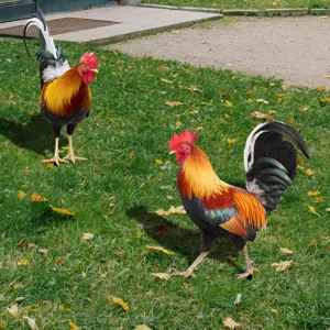 Piquets de jardin réalistes en forme de coq 3D décoration extérieure pelouse imperméable.