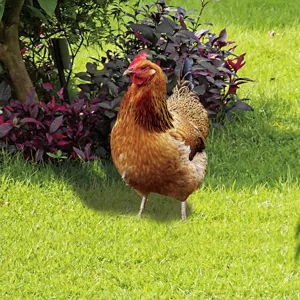3D chicken yard art garden stake, metal outdoor decorative lawn ornament for backyard.