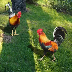 Détails du piquet de jardin coloré en forme de coq pour la décoration extérieure de pelouse.