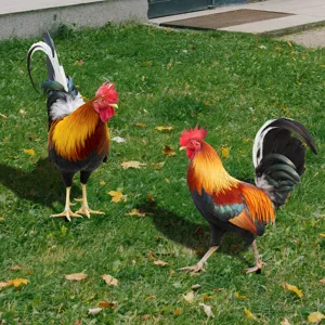 Vue détaillée de piquet de jardin coq coloré, idéal pour décoration extérieure et pelouse.