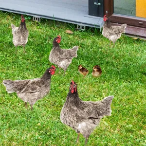 Vue détaillée du piquet de jardin avec formes réalistes de poules et poussins.
