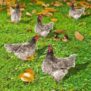 Vue de détail des piquet de jardin poule avec de jolies décorations de poussin sur l'herbe.