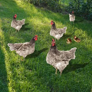 Vue de détail de piquet de jardin poulet en métal affiché vivement sur pelouse pour décor extérieur.