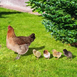 Lot de piques de jardin en forme de poule et de poussins pour décorer la pelouse.