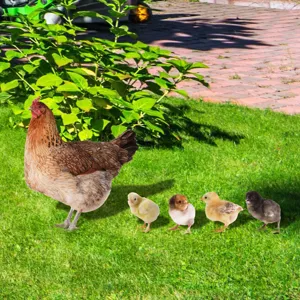 Vue détaillée des jolies piquets de jardin poule et poussins pour la décoration extérieure.