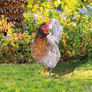 Piquet de jardin poule en métal coloré décoration extérieure pelouse vue détaillée.
