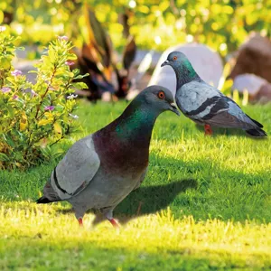 Outdoor garden pigeon stake yard art decoration lifelike bird sculpture for lawn landscape.