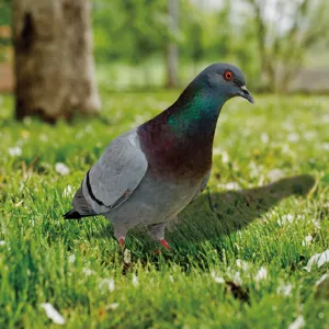 Realistic pigeon outdoor garden decoration statue ornament realistic bird figurine lawn decor