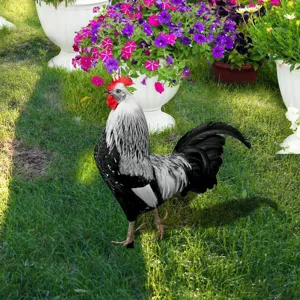 Piquet de jardin coq décoration art de cour enseigne en métal pelouse ornement pour maison