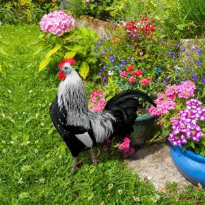 Détail de piquet de coq de jardin avec des couleurs vives et un décor extérieur réaliste.