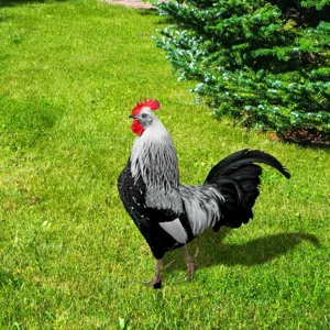 Piquet de jardin coq en acrylique decoration exterieure pour pelouse figurine chic