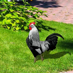 Piquet de jardin coq decoration exterieure pelouse ornement ferme animal metal de jardin