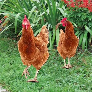 Detailed close-up view of realistic chicken yard stakes placed in outdoor garden grass.