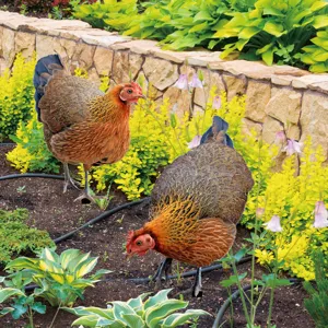 Detailed view of colorful chicken yard art stakes in garden, outdoor lawn and flower bed decor.