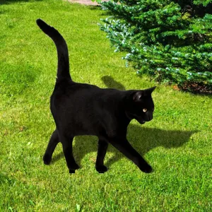 Detail de piquet de jardin chat noir, silhouette decorative de pelouse pour decoration.