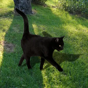 Piquet de jardin chat noir silhouette pelouse art cour décoration étanche pour l'extérieur
