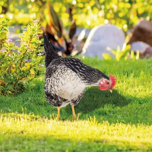 Piquet de jardin décoratif en forme de poule pour pelouse et parterre extérieur chic