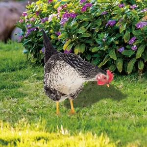 Piquet de jardin poule tachetée décoration extérieure vue de détail pelouse et parterre.