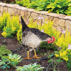 Piquet de poulet de jardin art de cour décoration extérieure ornement de pelouse réaliste