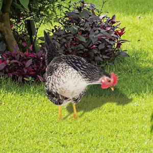Piquet de jardin poulet réaliste décoration extérieure pelouse ornement en métal robuste