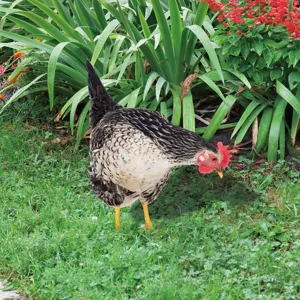 Gros plan détaillé d'un piquet de jardin poule réaliste dans l'herbe, déco extérieure.