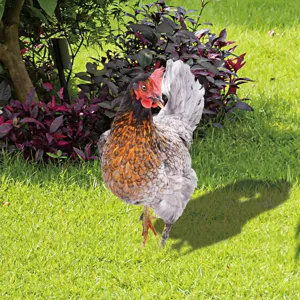 Piquet de jardin poulet en acrylique décoration pelouse étanche mignon animal cour ornement