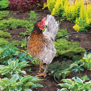 Vue détaillée du piquet de jardin poulet réaliste, idéal pour décorer la pelouse et la cour.
