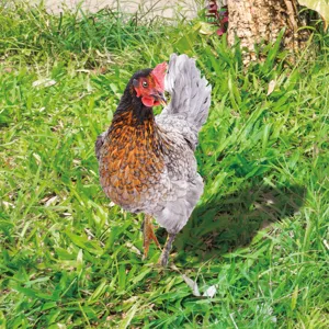 Piquet de jardin poule en acrylique coloré pour décoration extérieure, ornement de pelouse.