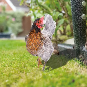 Piquet de jardin décoratif en métal en forme de poule pour pelouse et cour extérieure.