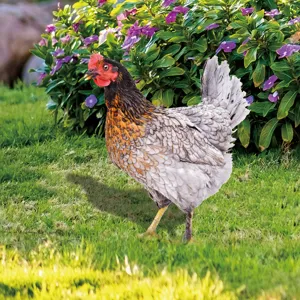Joli piquet de jardin poulet acrylique décoration extérieure ornement de pelouse.