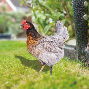 Piquet de jardin poule en métal art de cour extérieur ornement de pelouse décoratif