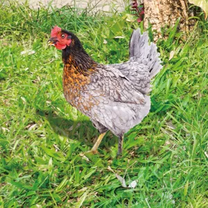 Piquet de jardin poule en acrylique décoration de pelouse et cour extérieure mignonne.
