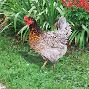 Piquet de jardin poule en métal décoration extérieure pour pelouse cour aménagement.