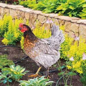 3D poulet jardin piquet metal animal sculpture pelouse decoration pour pot de fleur exterieur