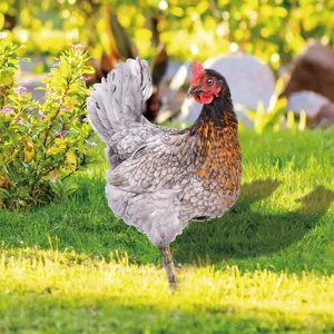 Détail de piquet de jardin poulet montrant texture vive pour décoration de pelouse.